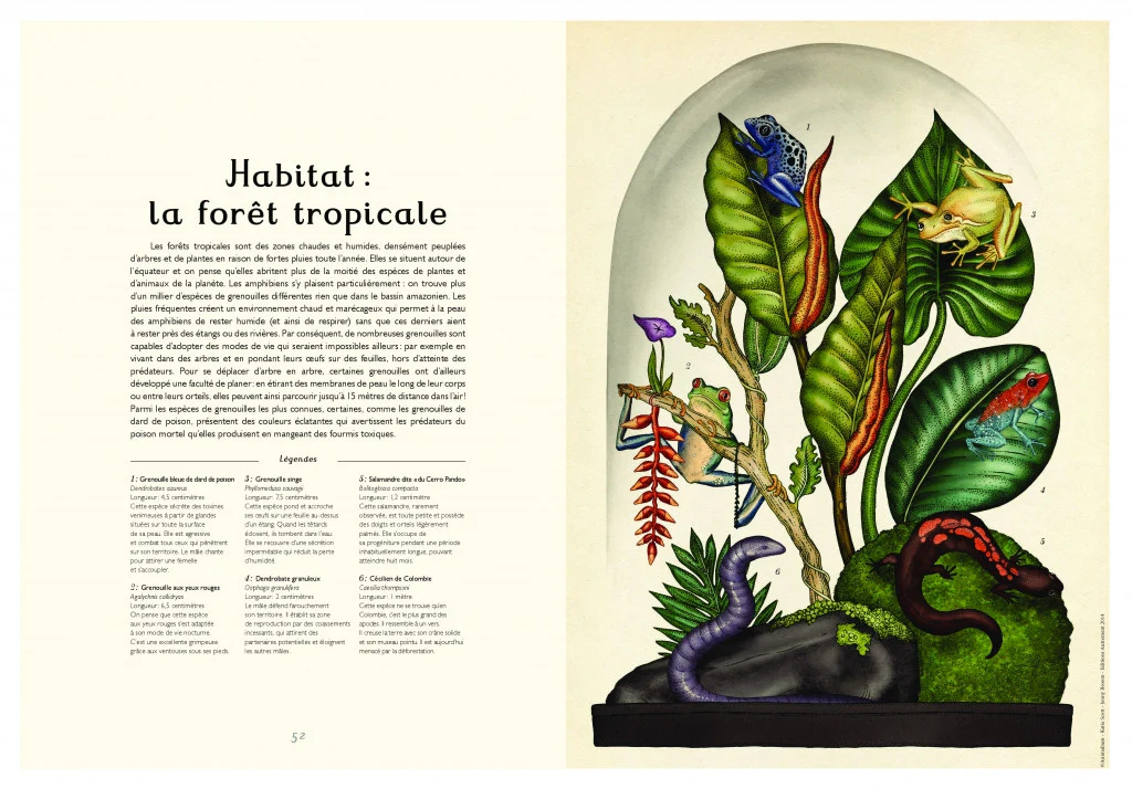 Animalium (français) – Image 2