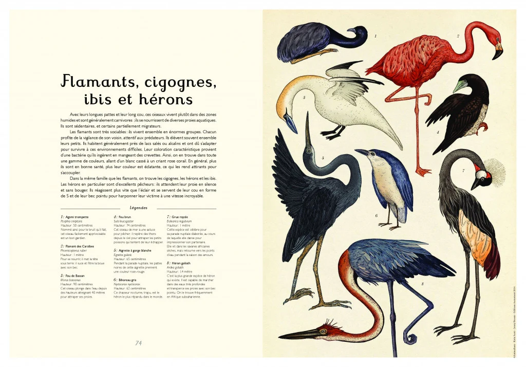 Animalium (français) – Image 3